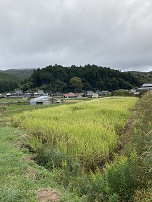 マコモ田