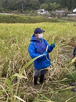 収穫方法の説明