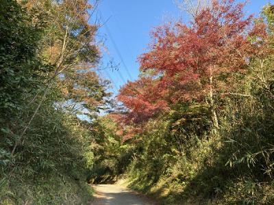 モミジの紅葉の様子
