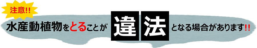 水産動植物をとることが違法となる場合があります！