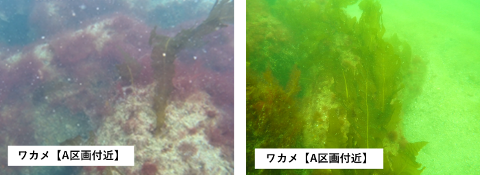 基質外