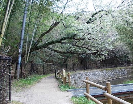 かわぞいの路の木の様子です