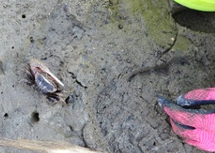 男里川河口干潟での生物観察
