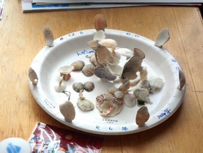 「海のゆりかご」アマモ場再生プロジェクト親子向け第1回