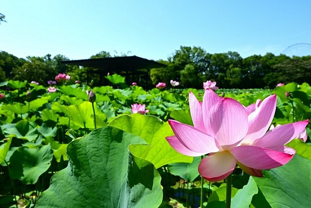 日本庭園はす池の写真