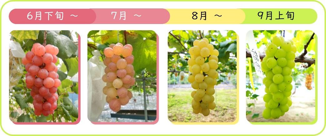 虹の雫香り