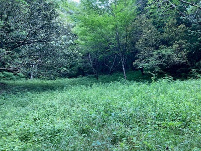 作業前の森の画像