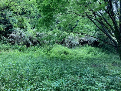 作業前の森の画像