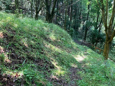 作業後の森の画像