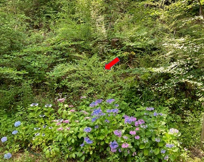 斜面に生えたササの画像