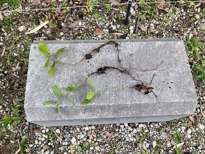 クヌギの稚樹の画像その2