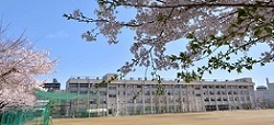 校庭から校舎を撮影した写真（桜が咲いている）