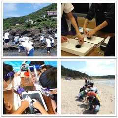 海の生き物を観察する生徒たち