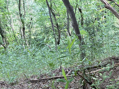 作業前のササの侵入状況の画像
