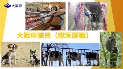 大阪府職員（獣医師職）