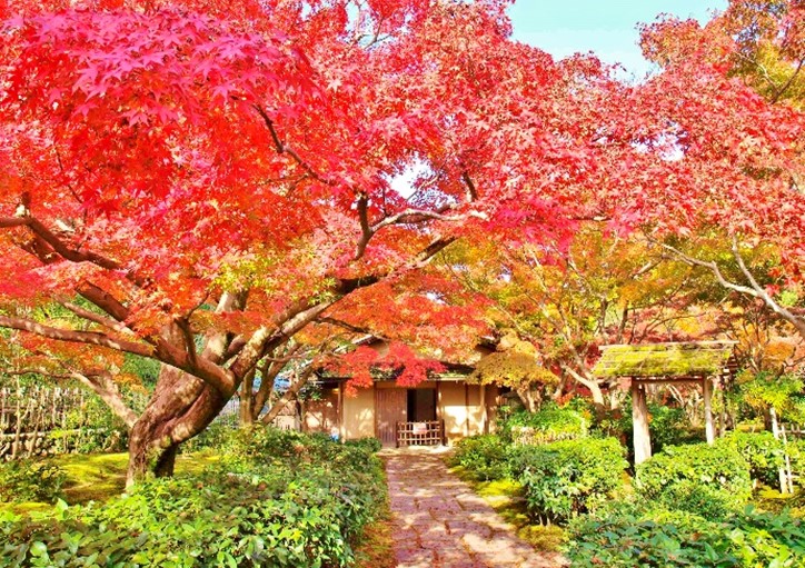 紅葉と茶室