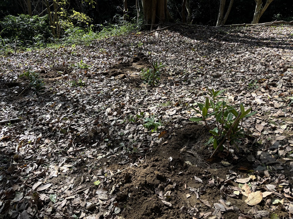 植え終えた苗木の画像