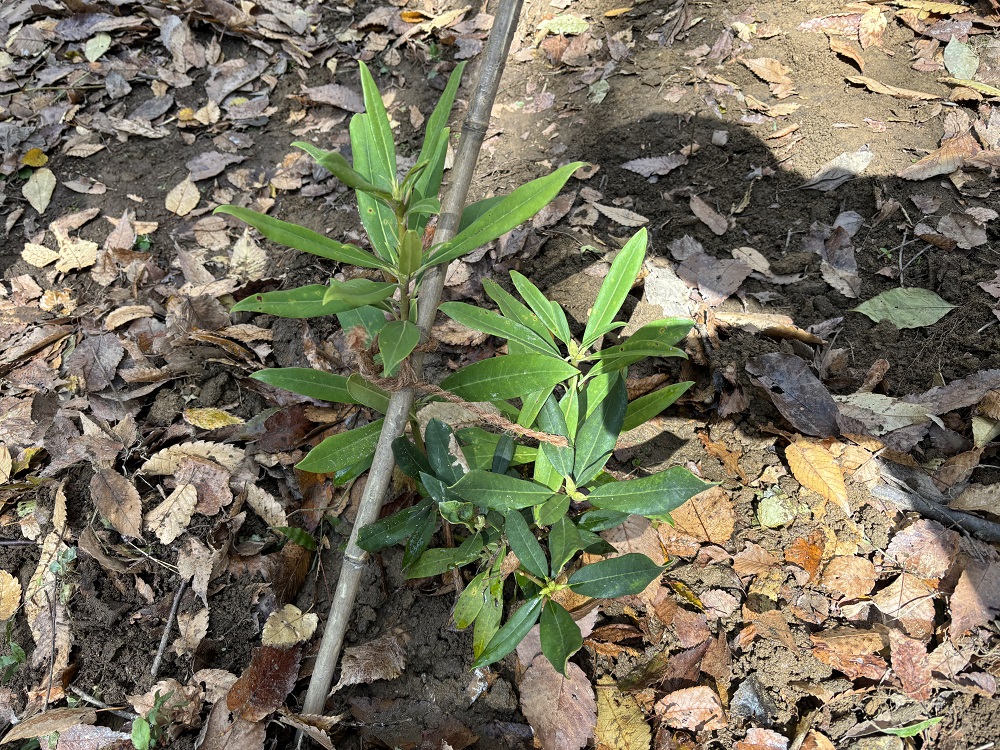 植え終えた苗木の画像