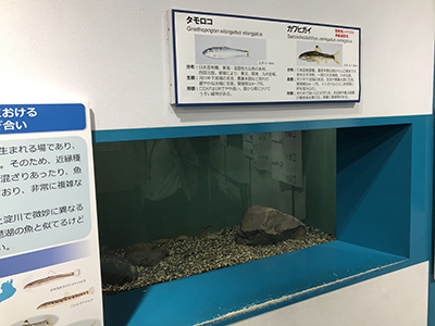 琵琶湖博物館展示2