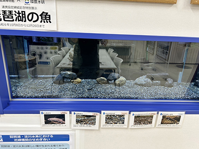 生物多様性センター展示3
