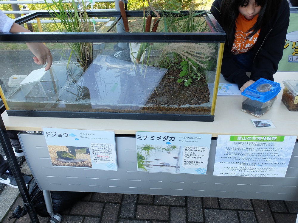 環境フェスタ里の駅に出店しているNPO枚方生物飼育LABOの画像その2