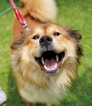 犬の写真