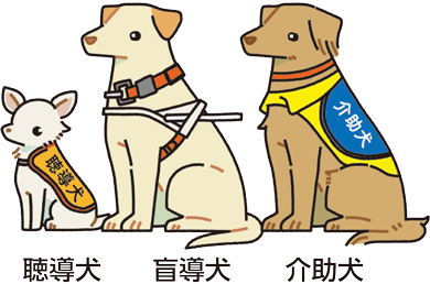 聴導犬は「聴導犬」と書かれたケープをつけています。
盲導犬は、白または黄色のハーネス（胴輪）をつけています。
介助犬は「介助犬」と書かれたケープをつけています。