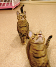 猫の写真