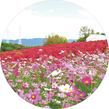 万博記念公園 花の丘 コスモス・コキア過去の写真