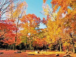 紅葉渓(もみじだに)の写真