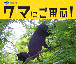 クマのイメージ写真