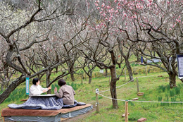 梅こたつのイメージ写真