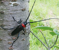 クビアカツヤカミキリの画像